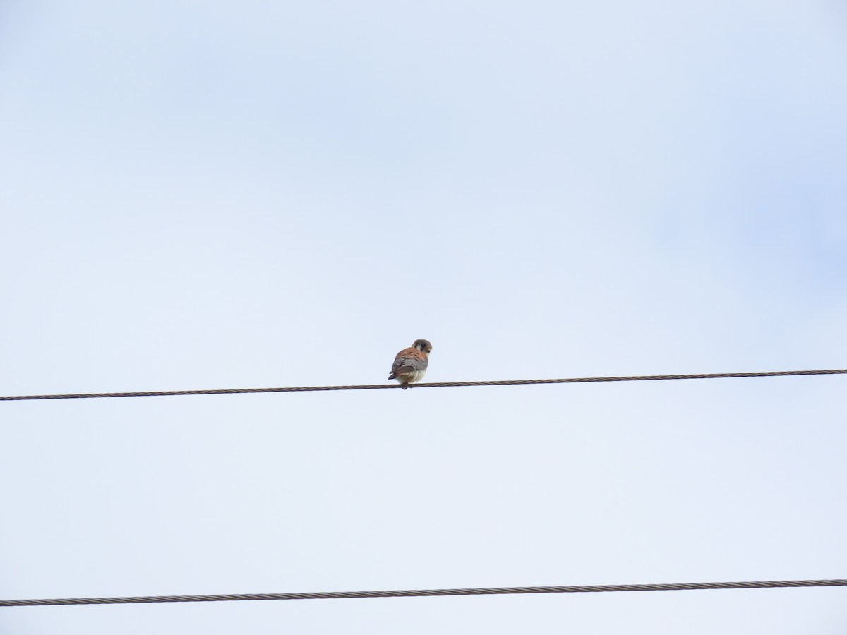 American Kestrel - ML614622043