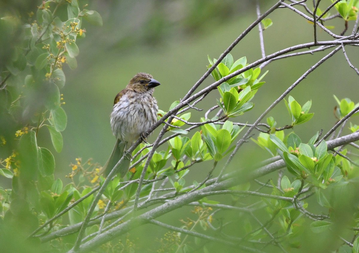 Streaked Saltator - ML614622050