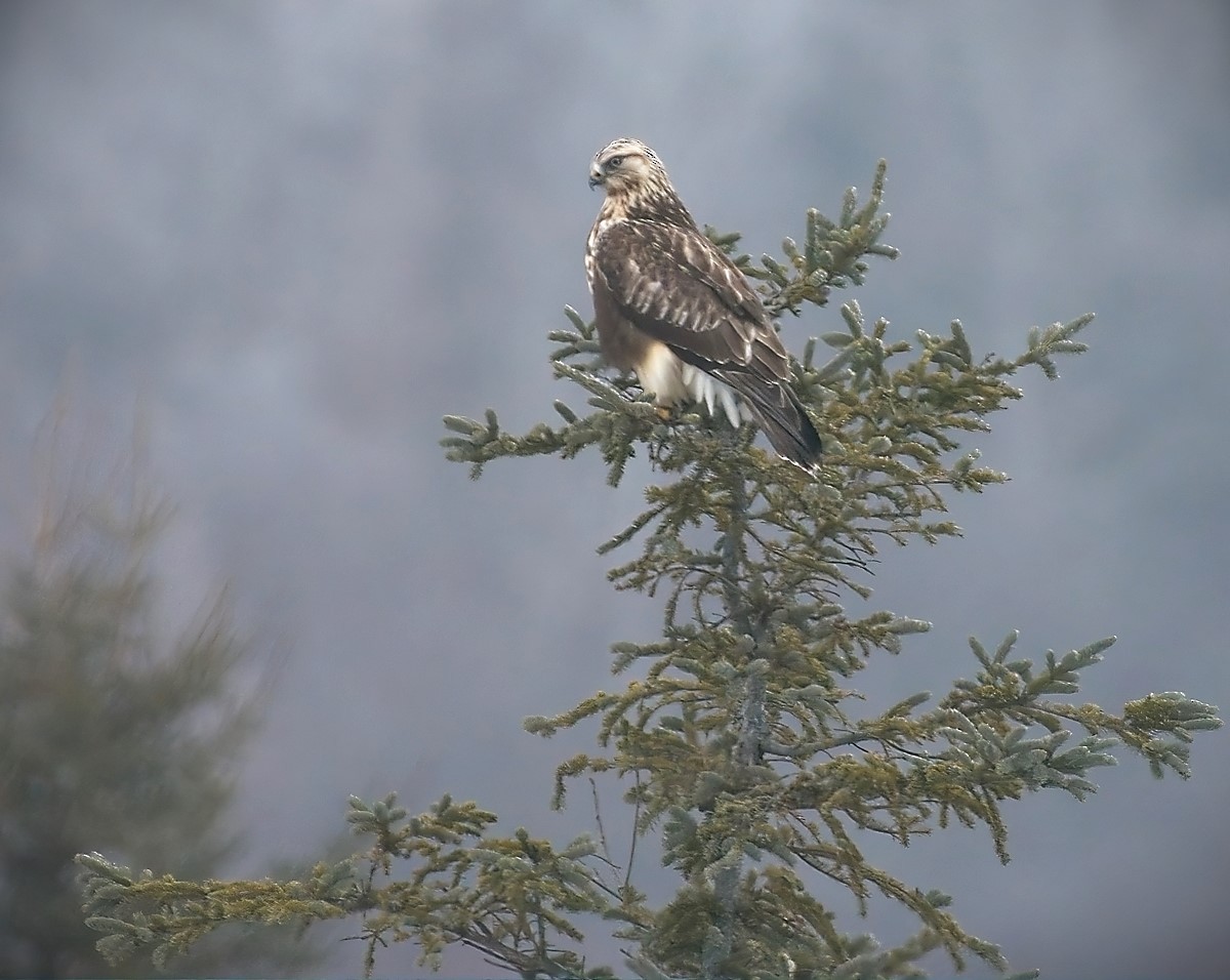 Rough-legged Hawk - Gregg Hitchings