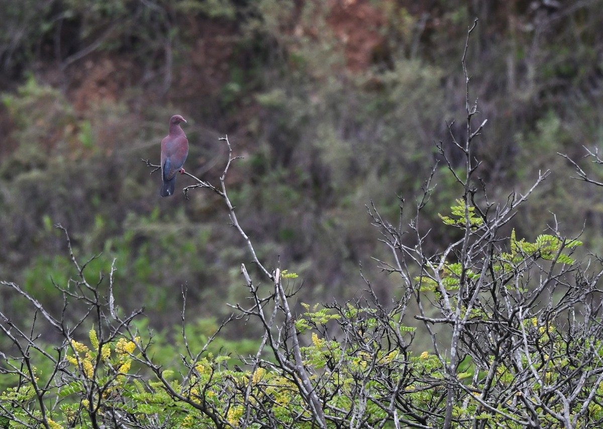 Pigeon du Pérou - ML614622079