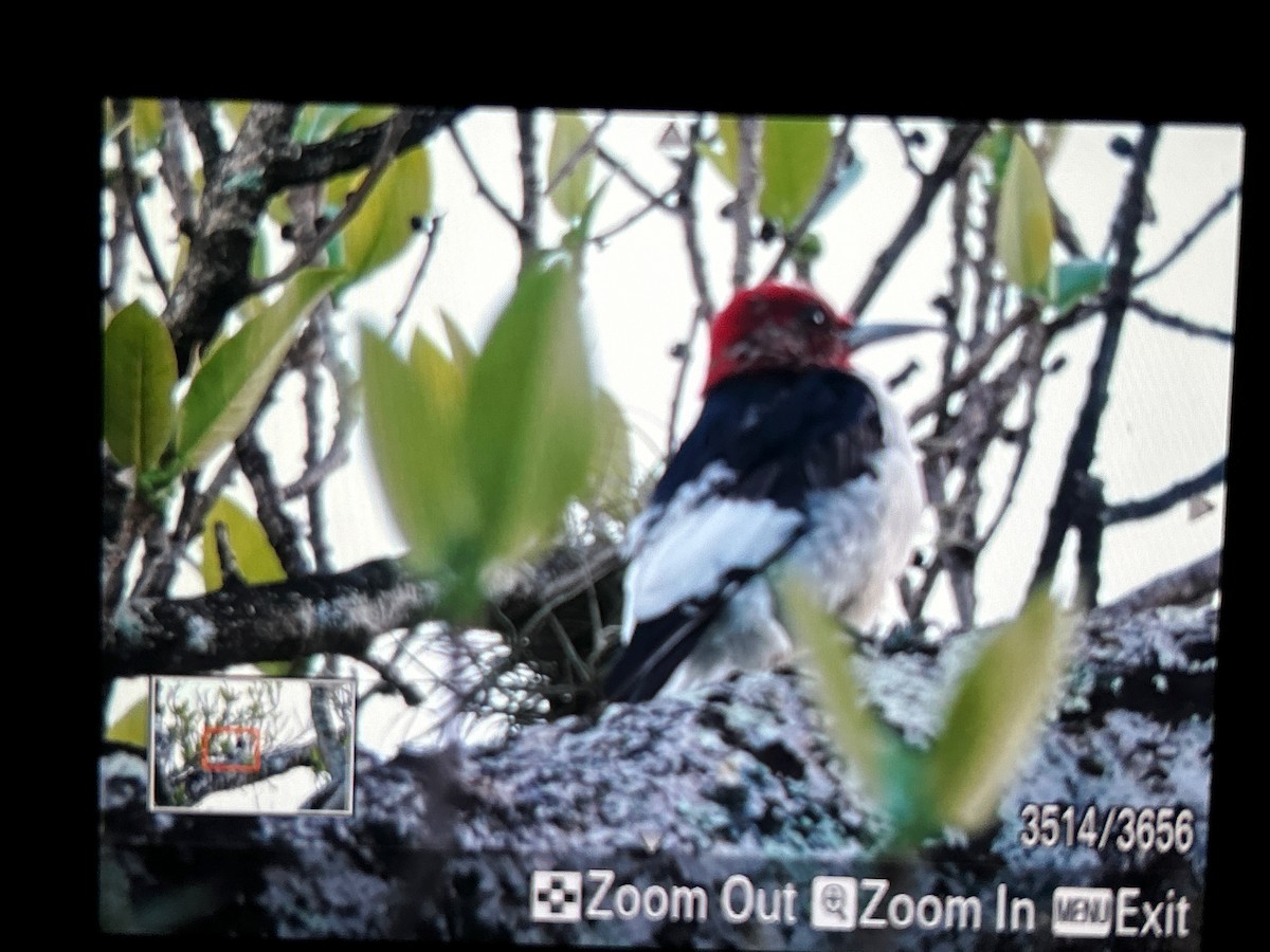 Red-headed Woodpecker - ML614622081