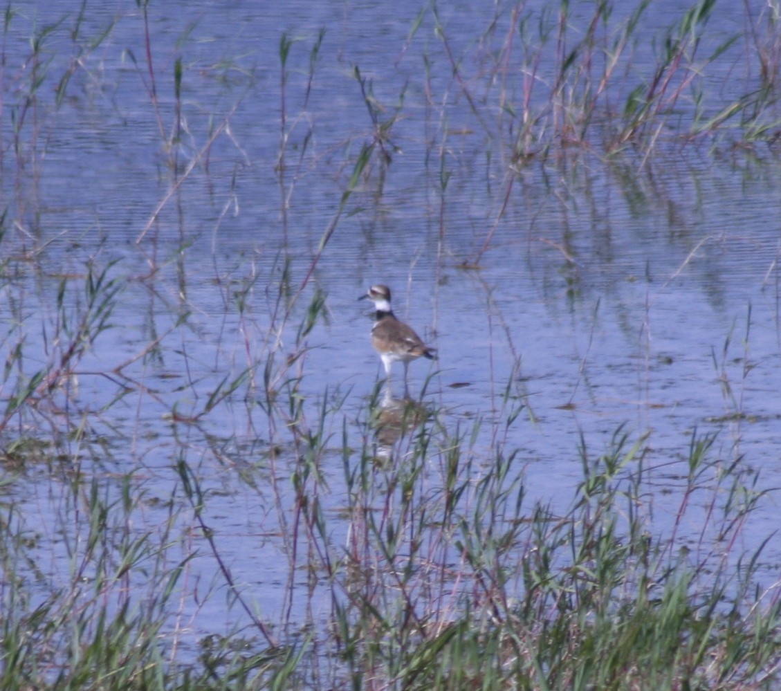 Killdeer - Paul Sellin