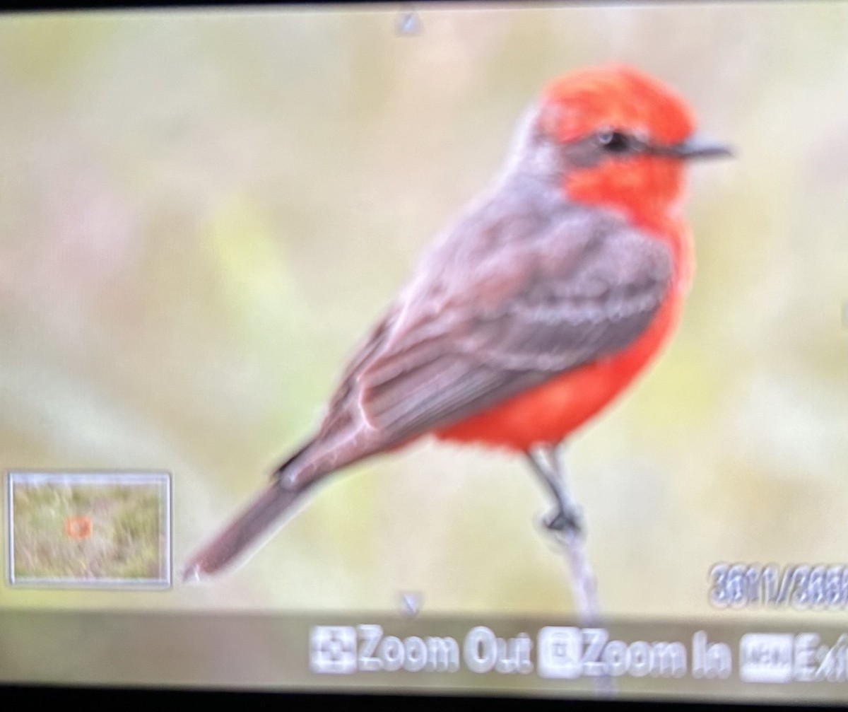 Vermilion Flycatcher - ML614622219