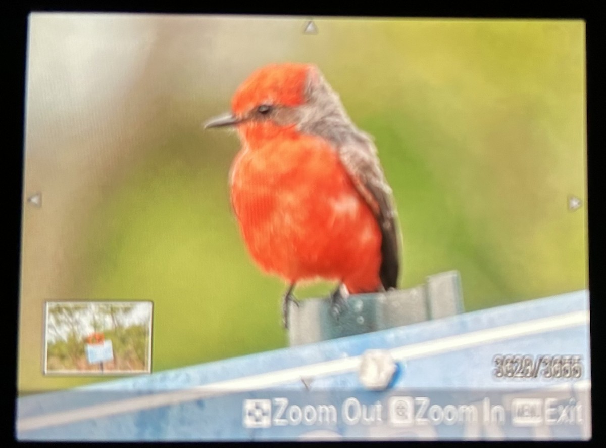 Vermilion Flycatcher - ML614622220