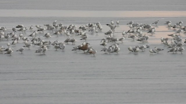 Gaviota/Gavión sp. - ML614622221