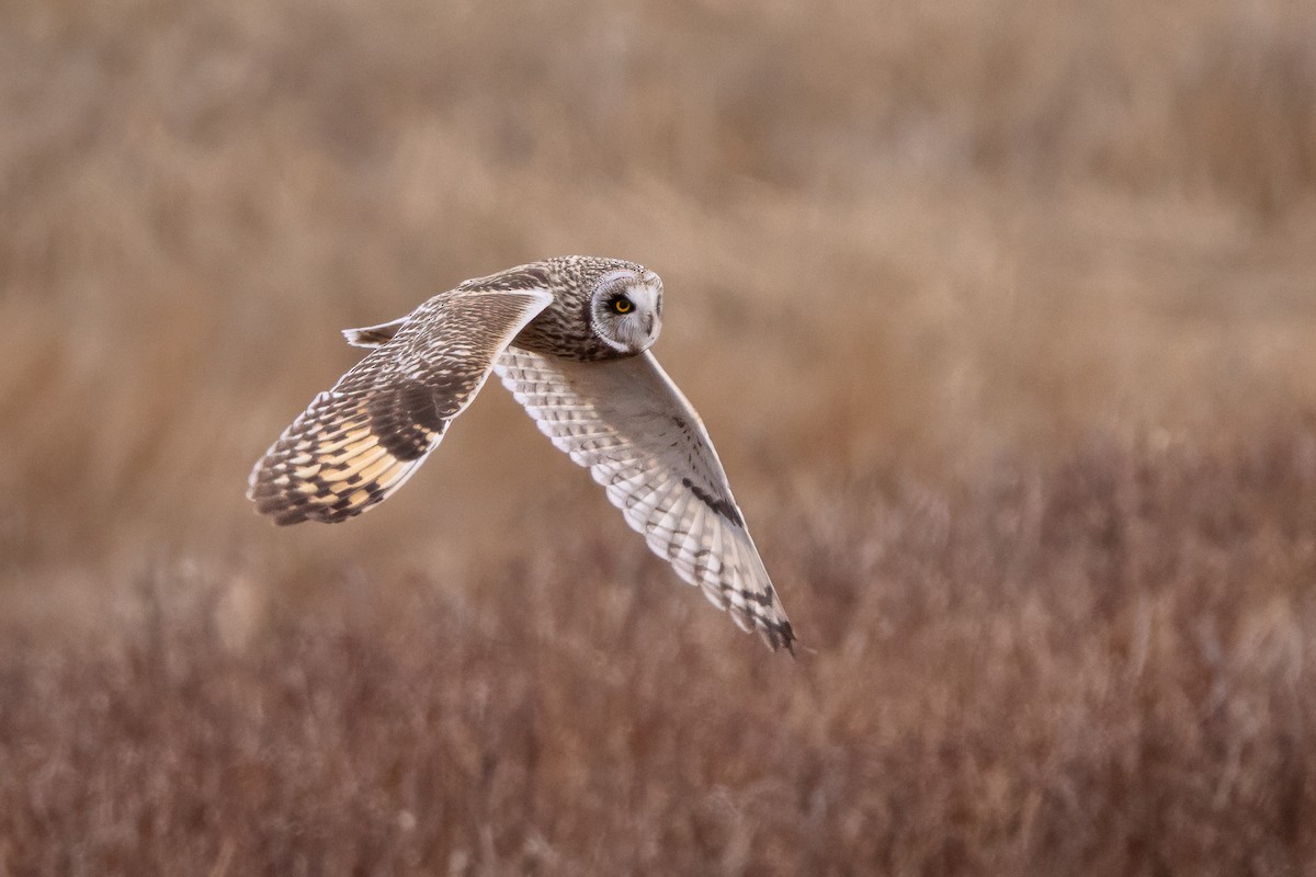 Short-eared Owl - ML614622277