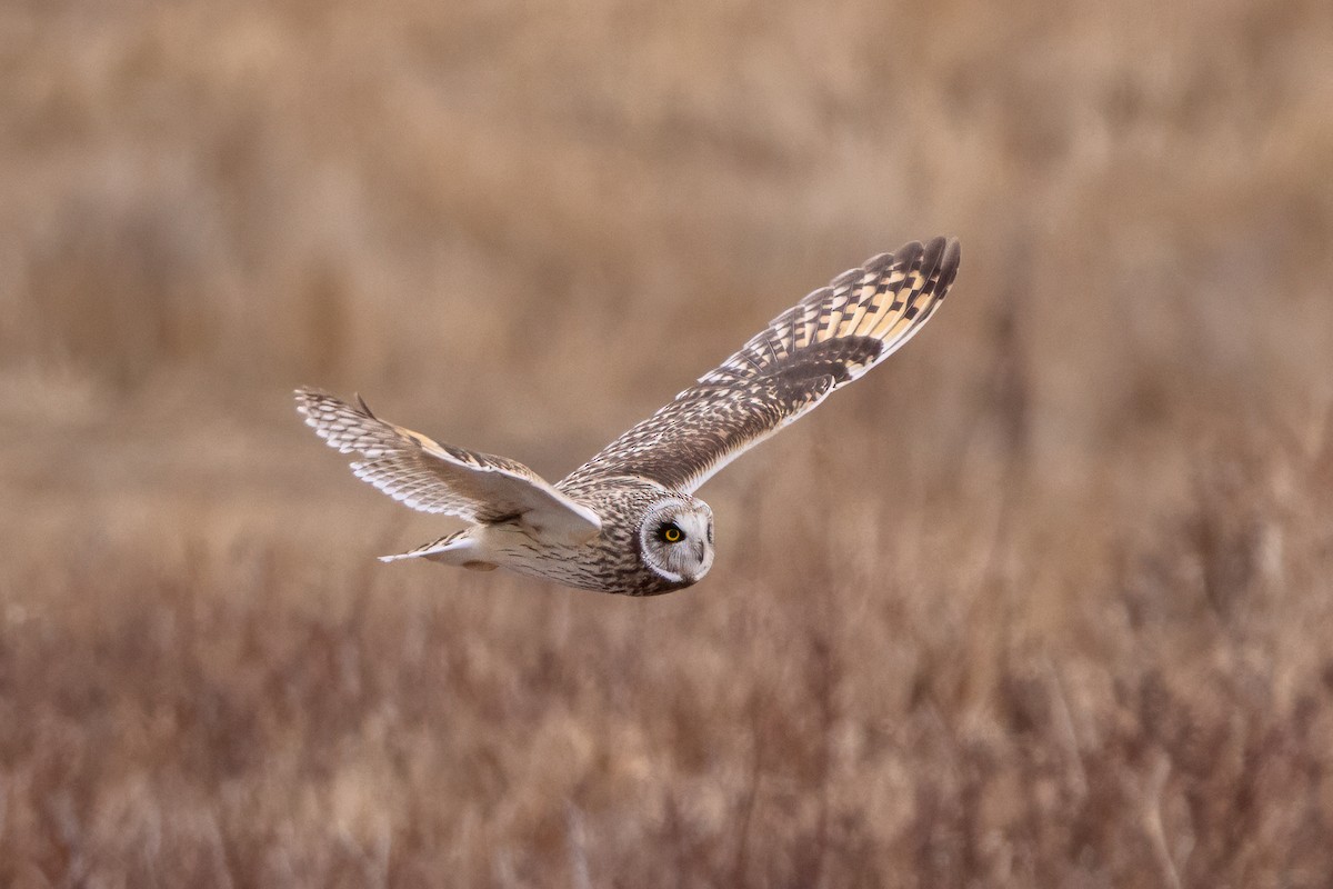 Short-eared Owl - ML614622278