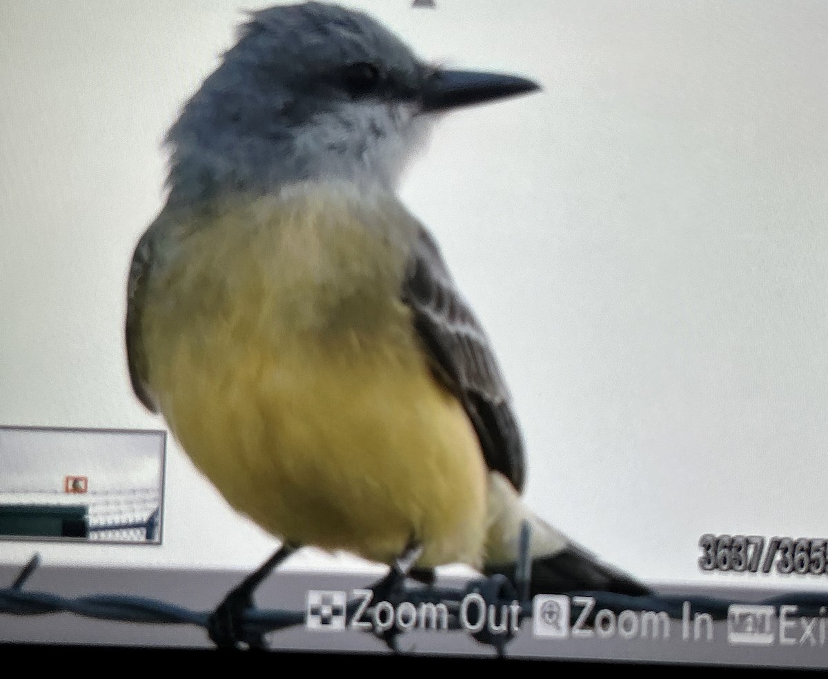 Tropical Kingbird - ML614622314