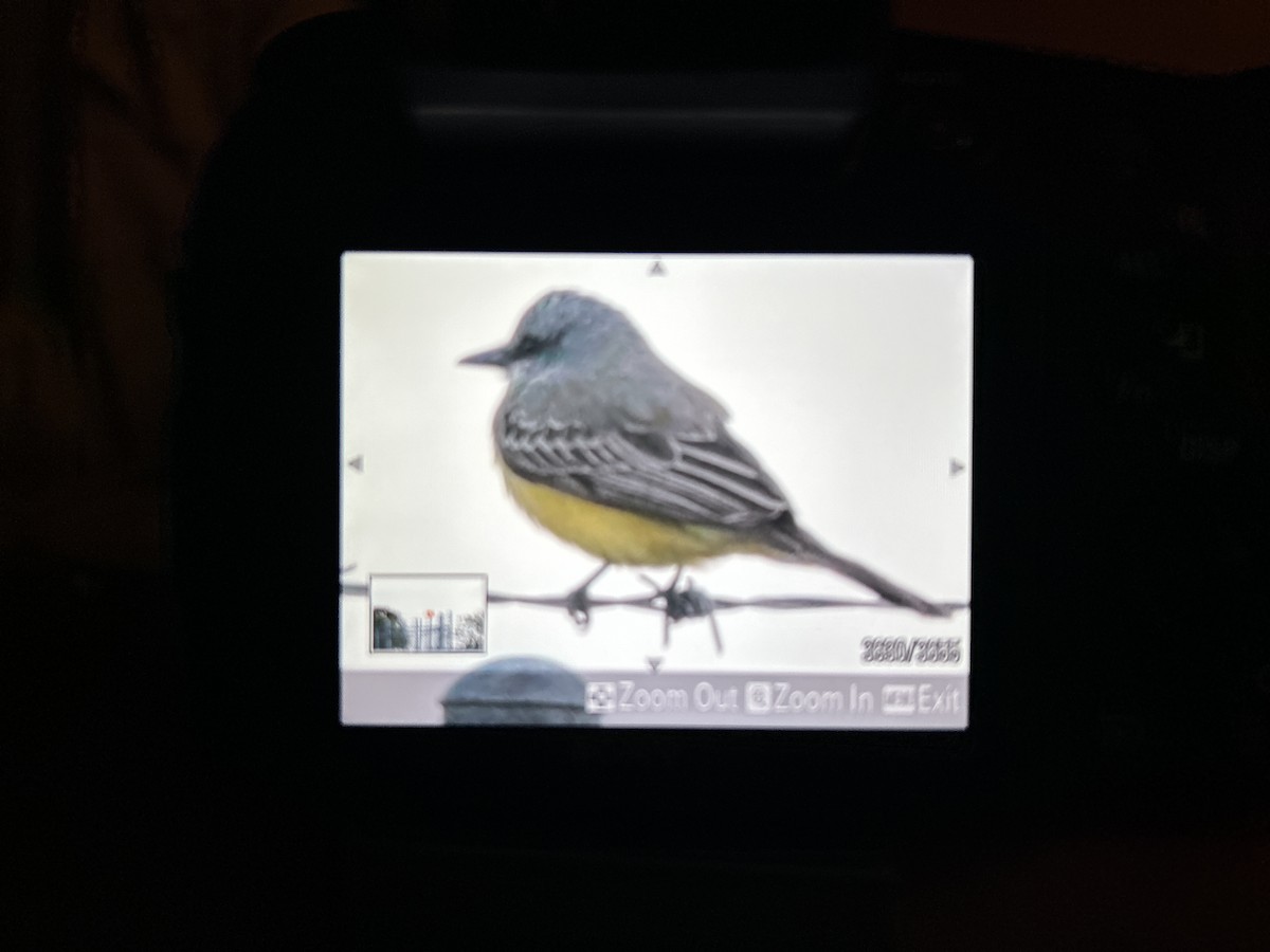 Tropical Kingbird - ML614622315