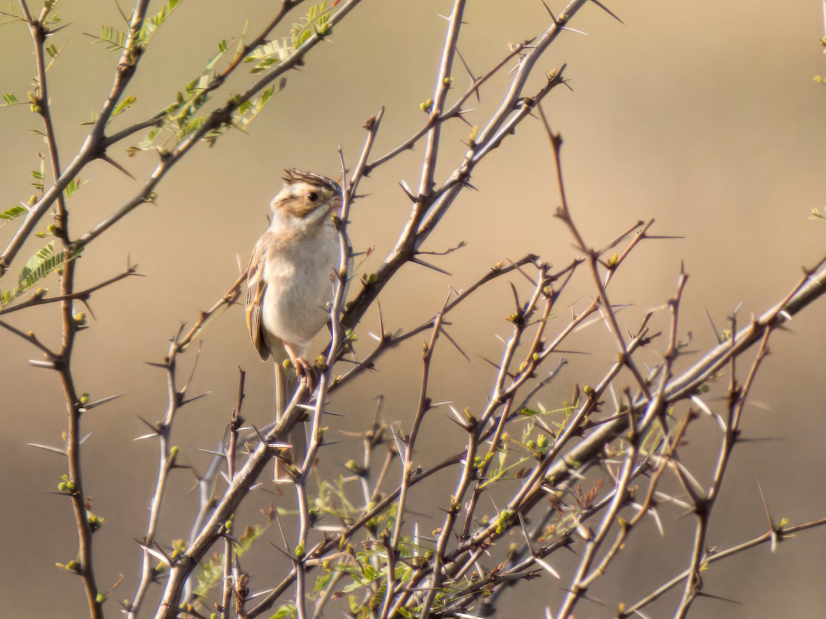 Clay-colored Sparrow - ML614622325