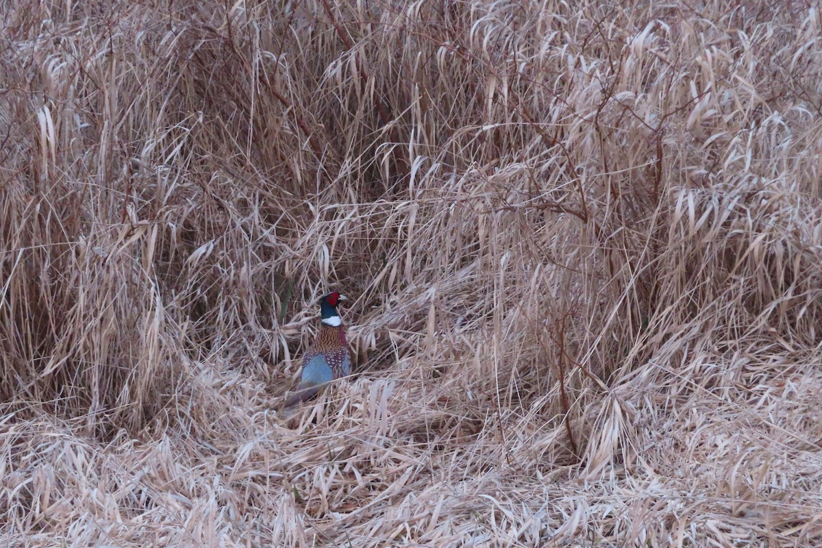 Ring-necked Pheasant - ML614622330