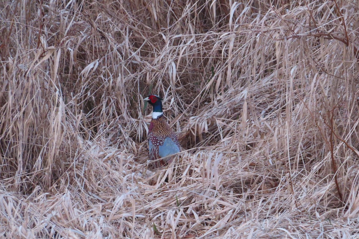 Ring-necked Pheasant - ML614622335