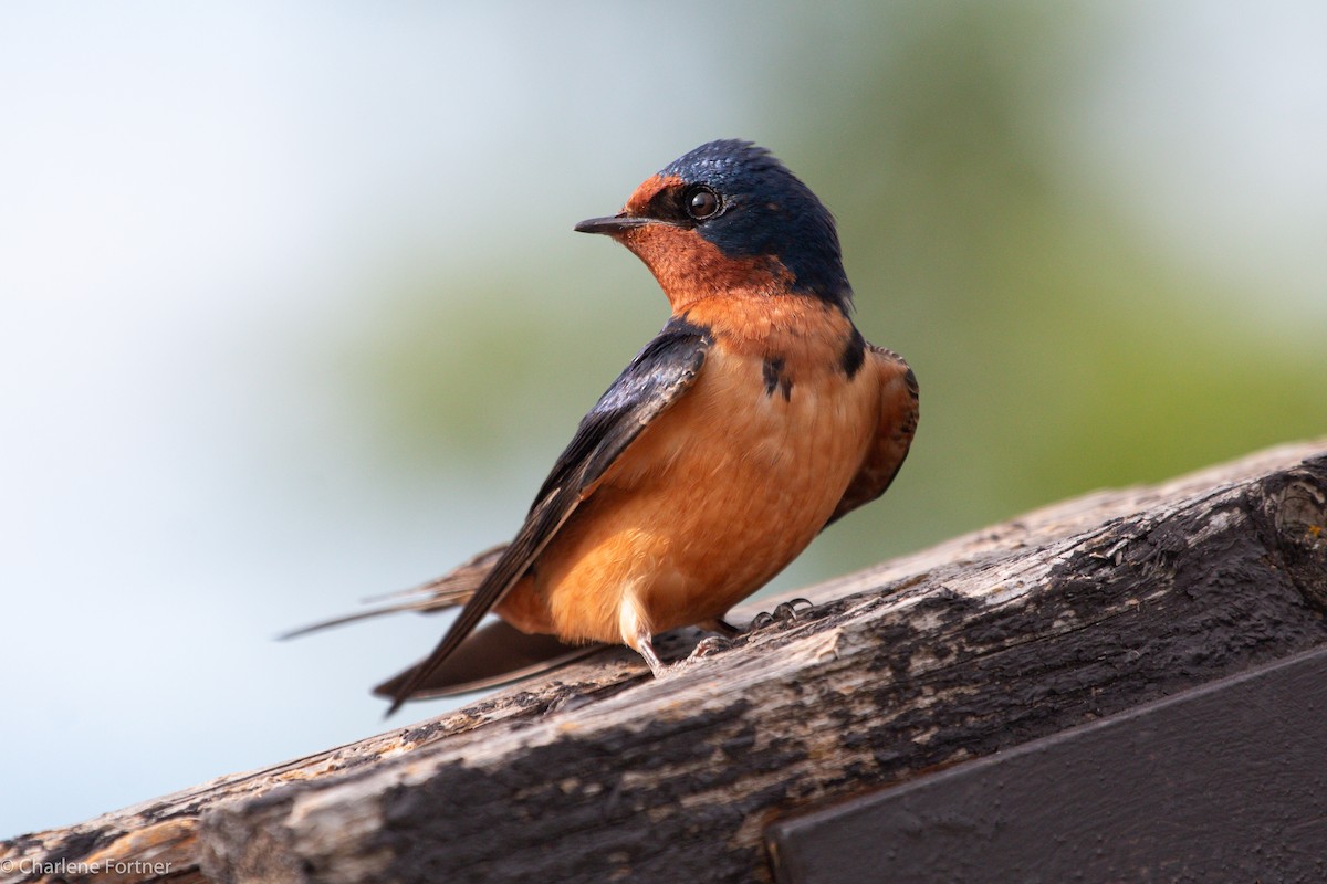 Barn Swallow - ML614622339