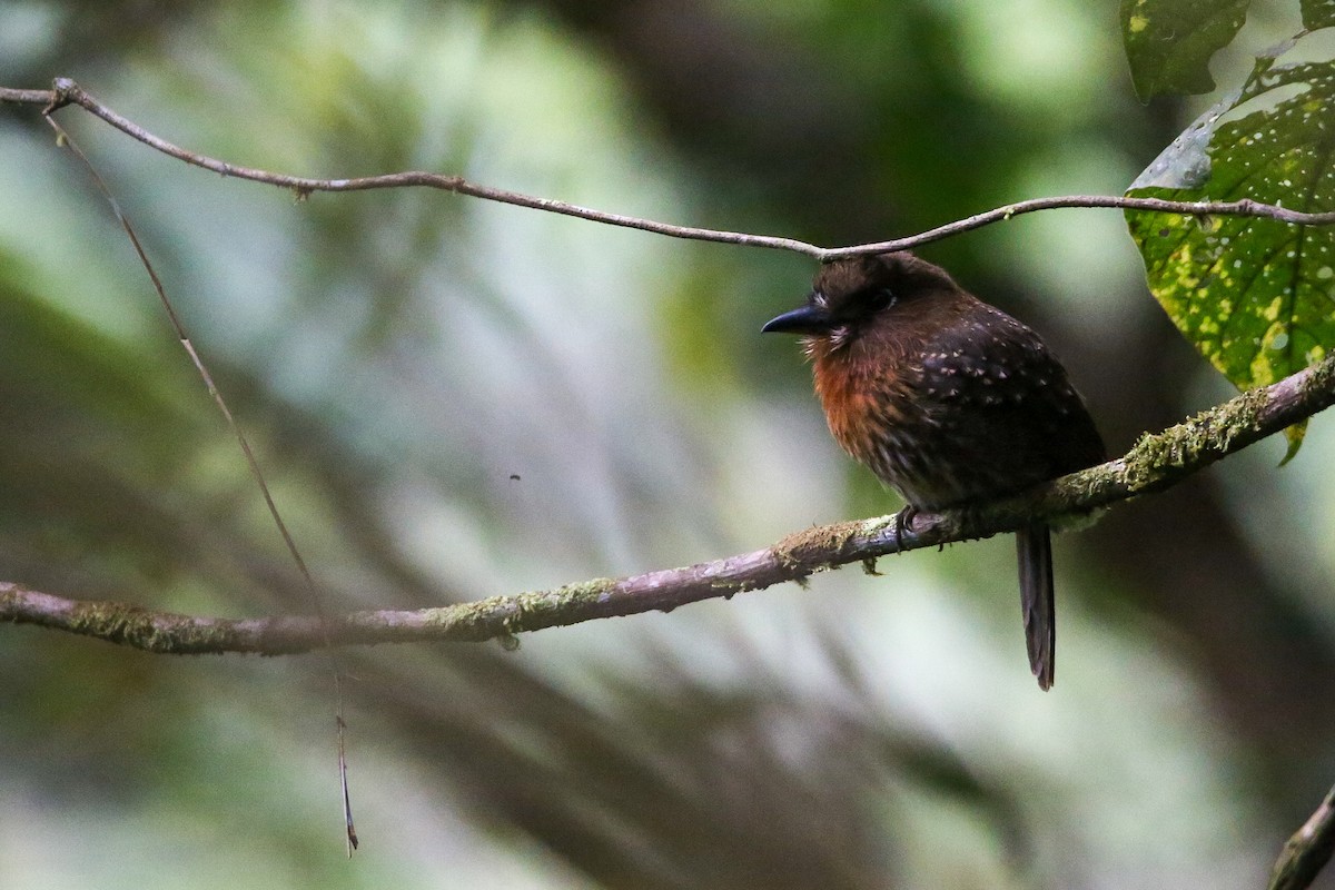 Moustached Puffbird - ML614622363