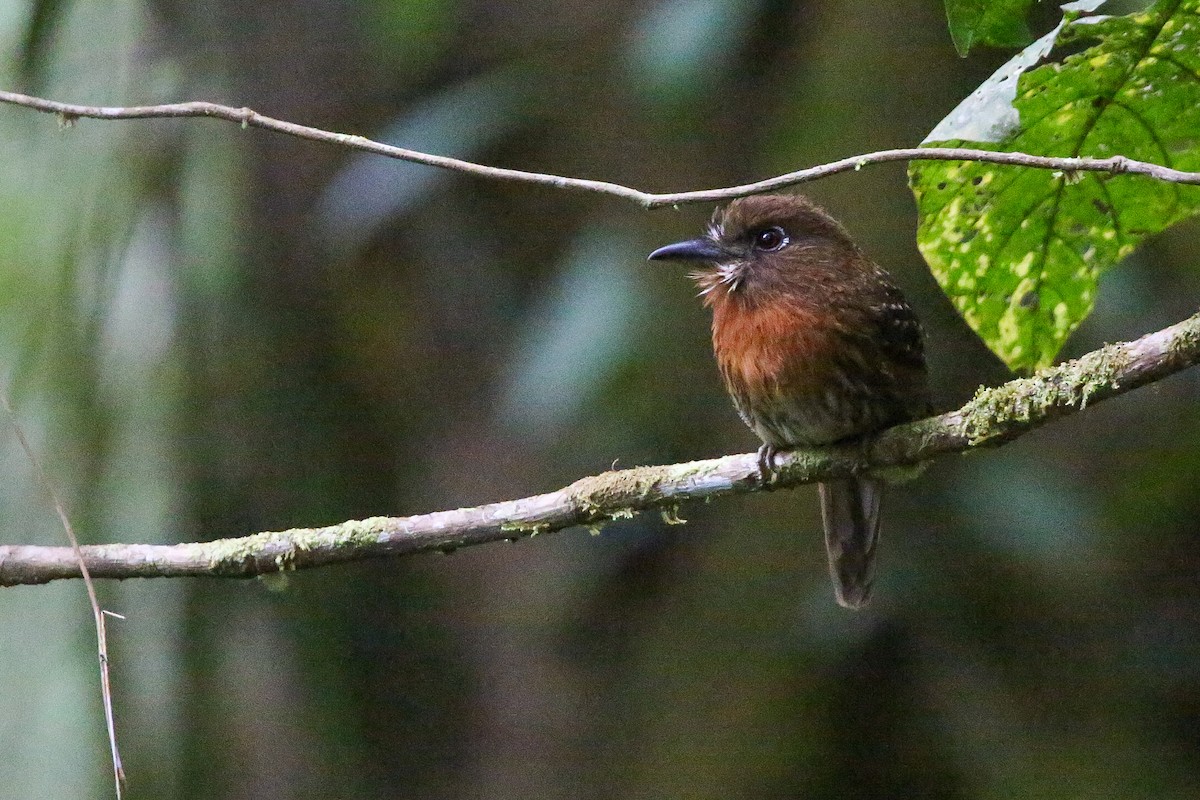 Moustached Puffbird - ML614622364