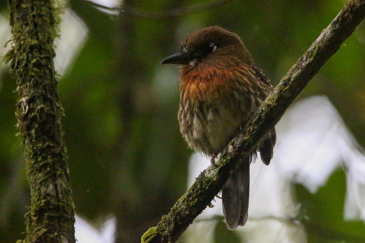 Moustached Puffbird - ML614622365