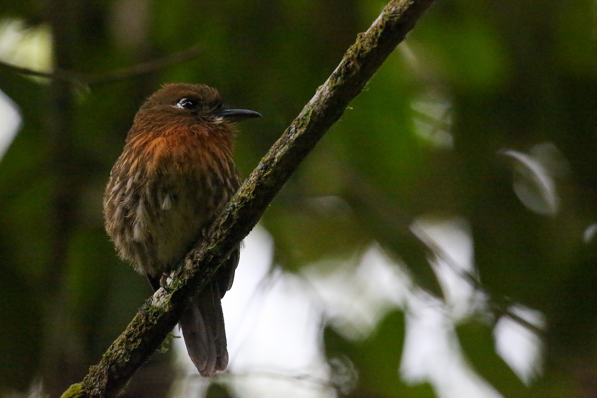 Moustached Puffbird - ML614622368