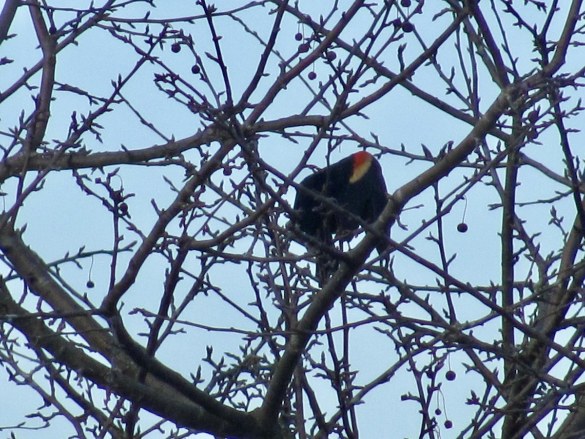 Red-winged Blackbird - ML614622445