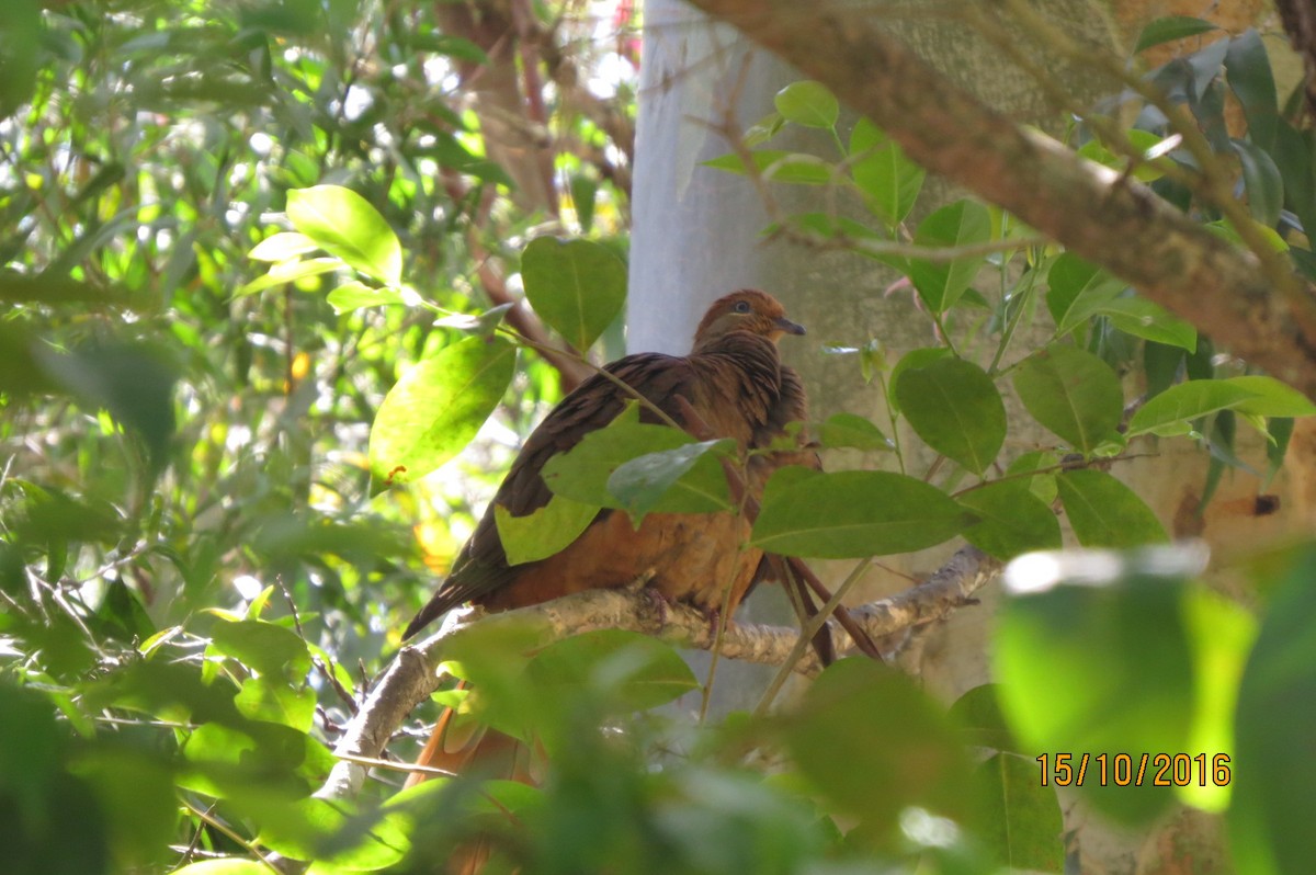 Brown Cuckoo-Dove - ML614622448