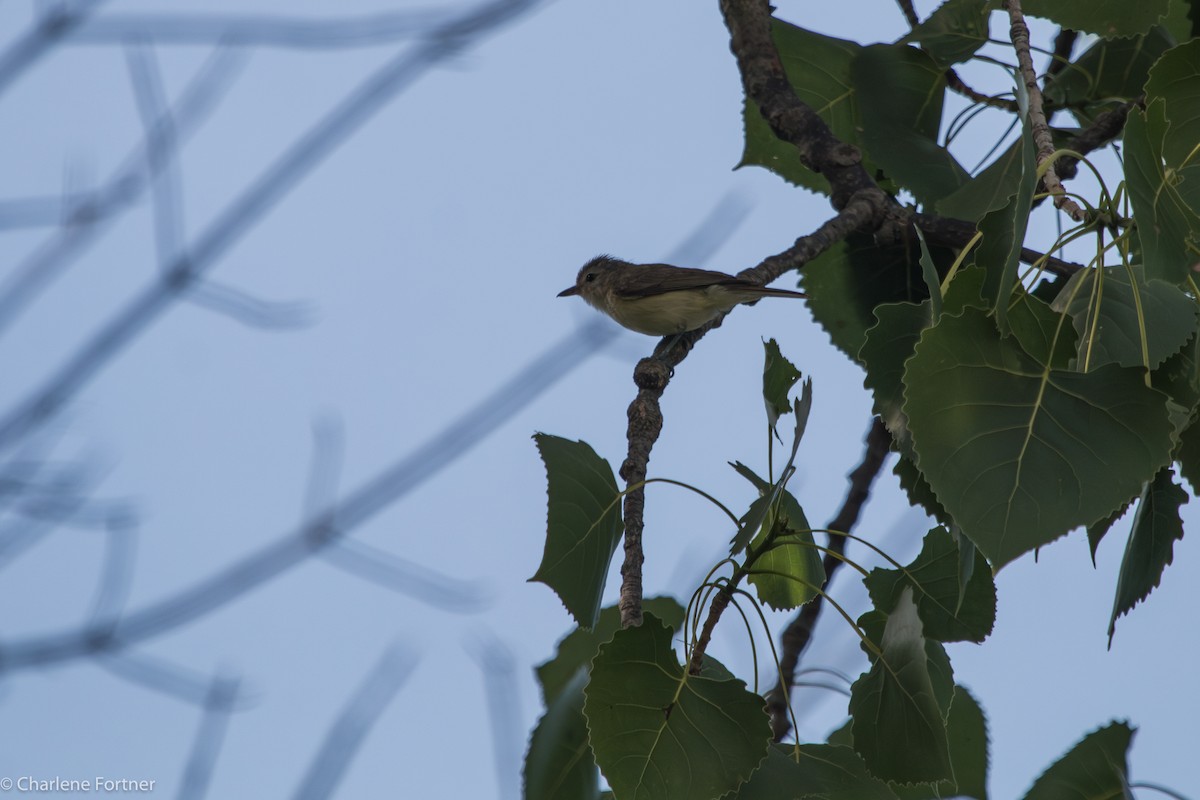 Bell's Vireo - ML614622512