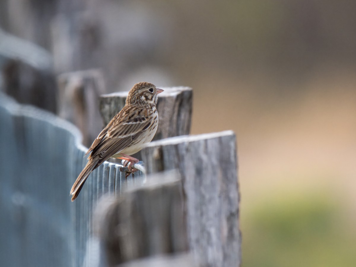 Vesper Sparrow - ML614622529