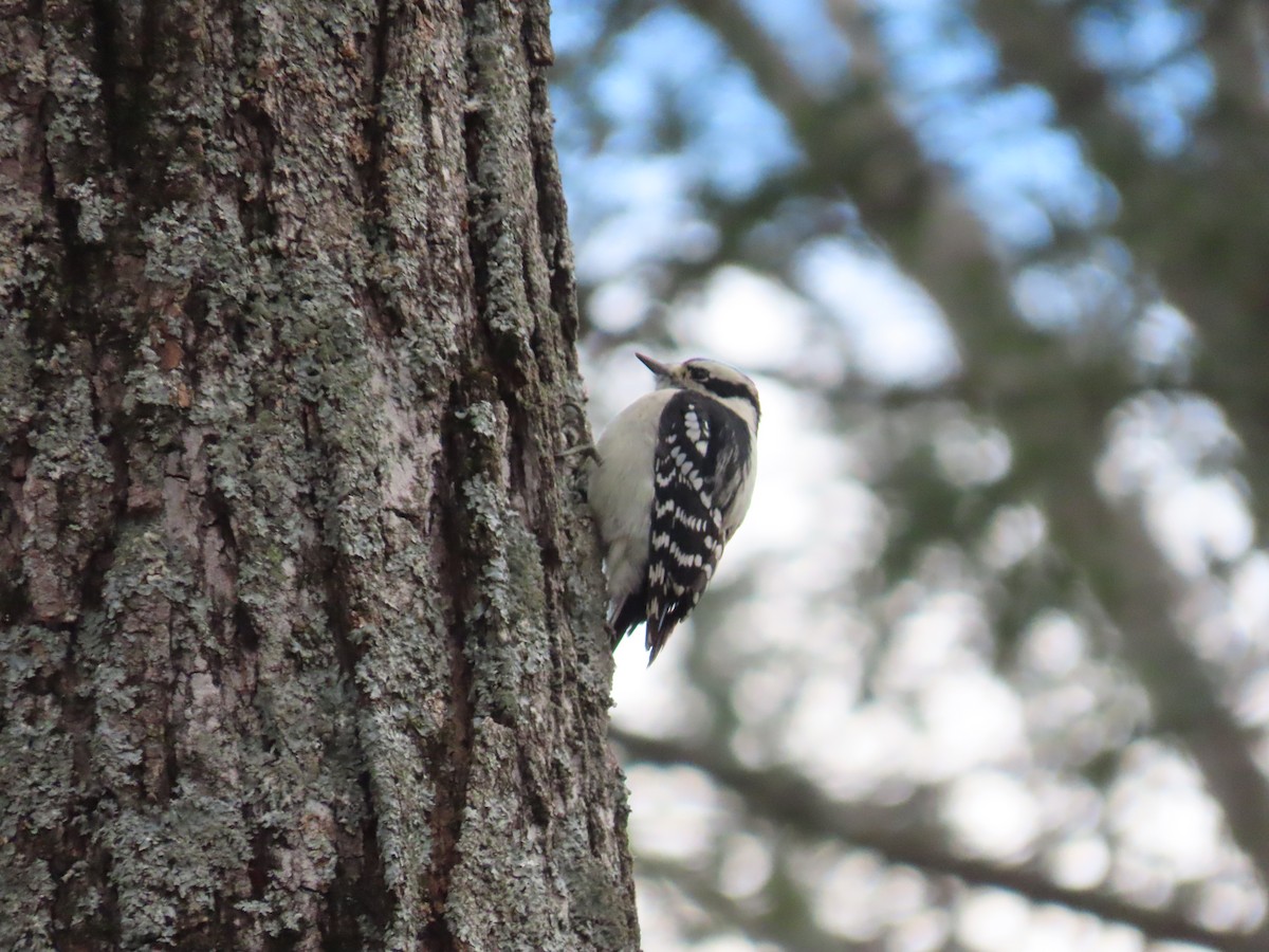 Downy Woodpecker - ML614622581