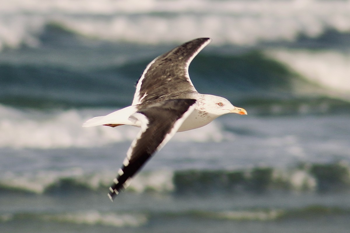 Lesser Black-backed Gull - ML614622590