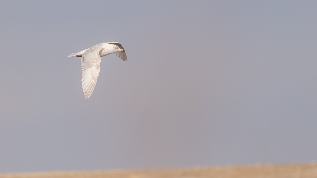 Iceland Gull - ML614622611