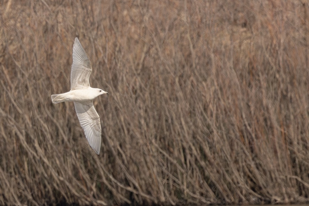 Iceland Gull - ML614622618