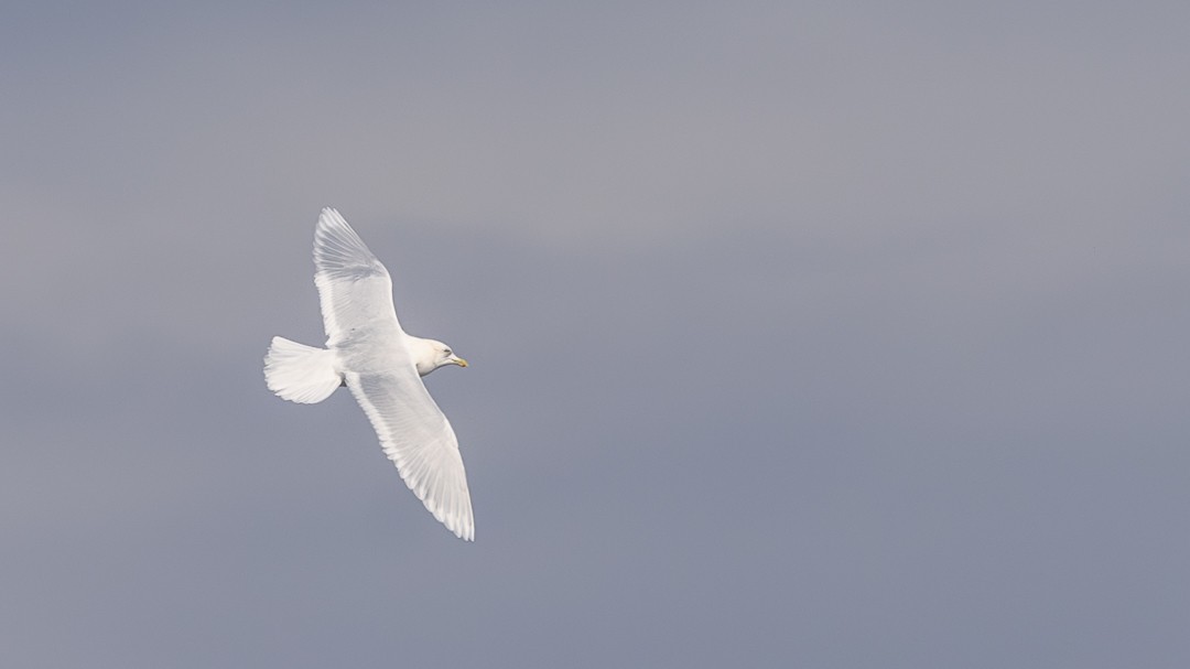 Glaucous Gull - Bill Sharkey