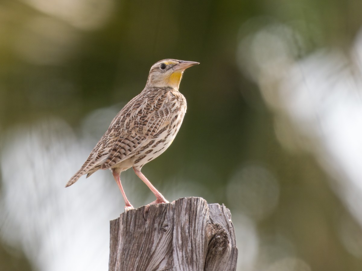 Western Meadowlark - ML614622679