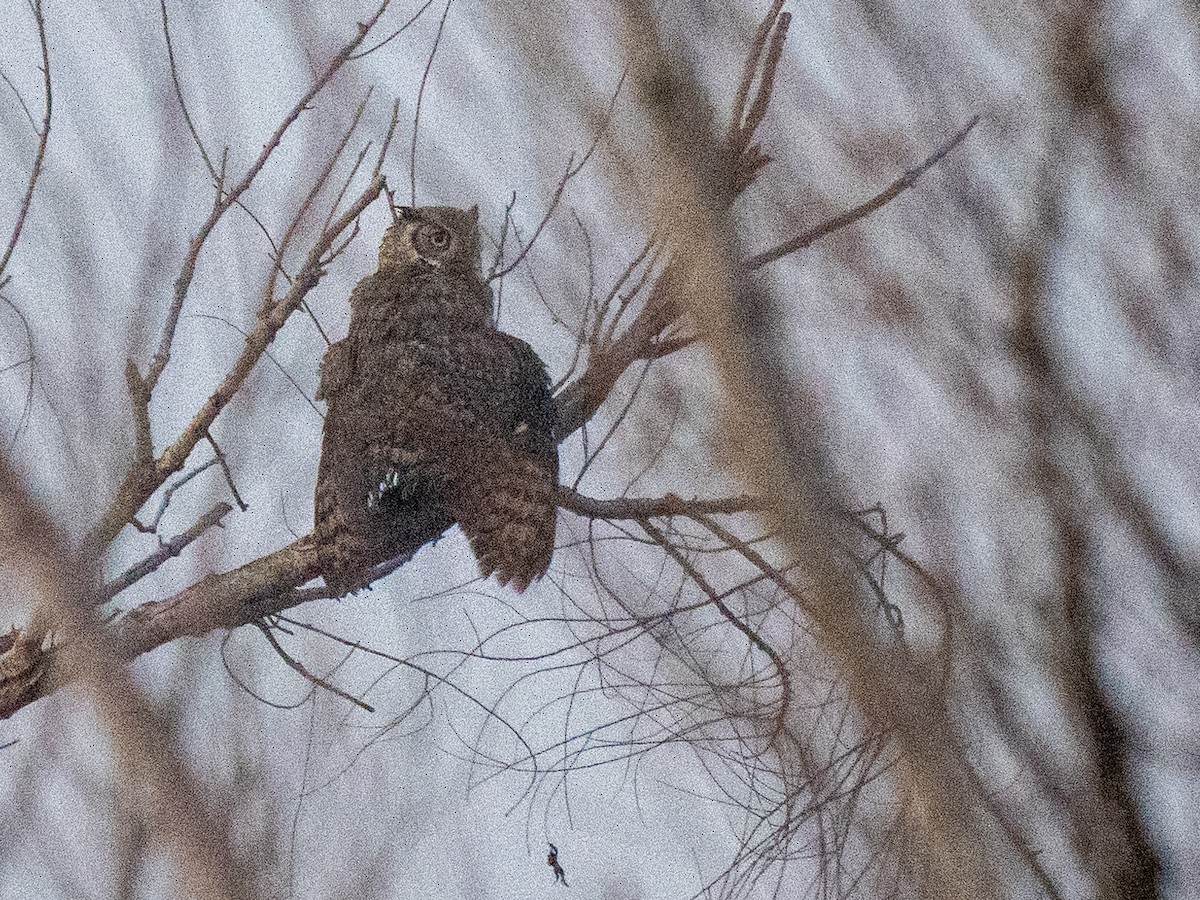 Great Horned Owl - ML614622708