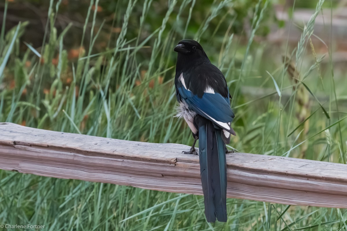 Black-billed Magpie - ML614622765