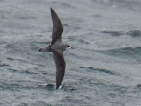 Cook's Petrel - ML614622785