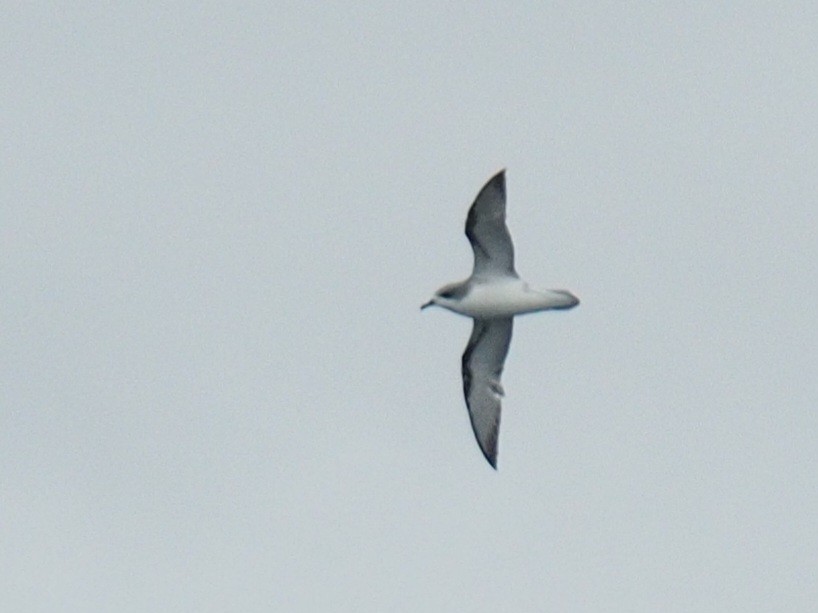 Cook's Petrel - ML614622787