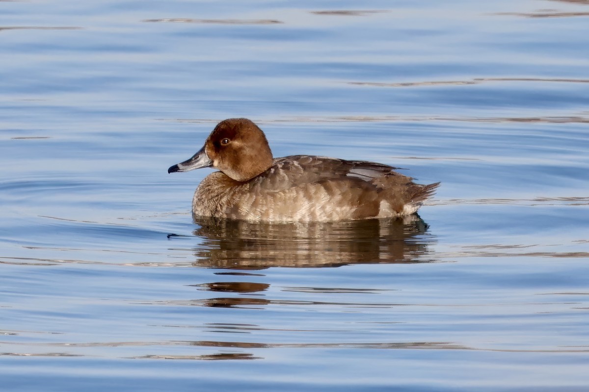 Redhead - Frances Jamieson