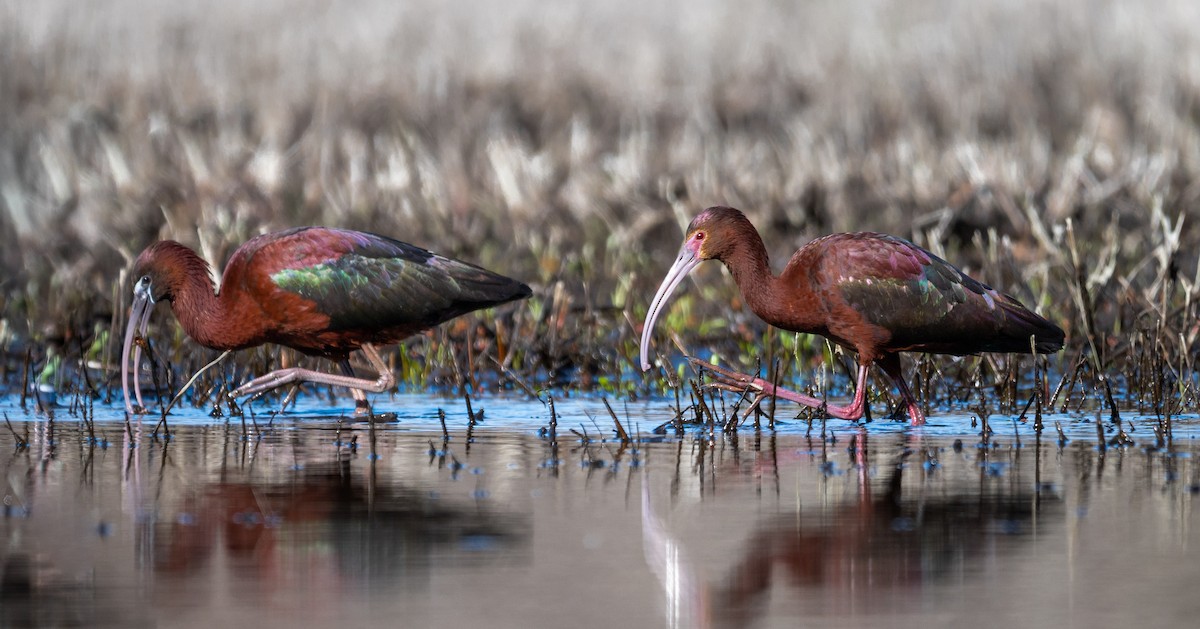 White-faced Ibis - ML614622799