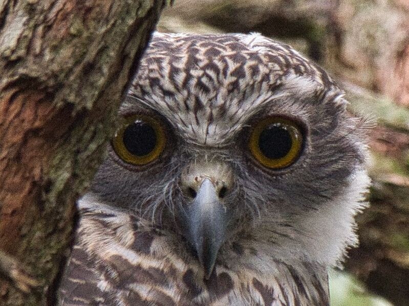 Powerful Owl - ML614622864