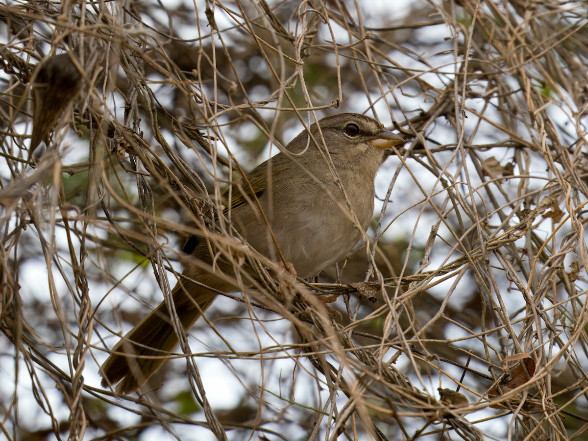 Olive Sparrow - ML614622917