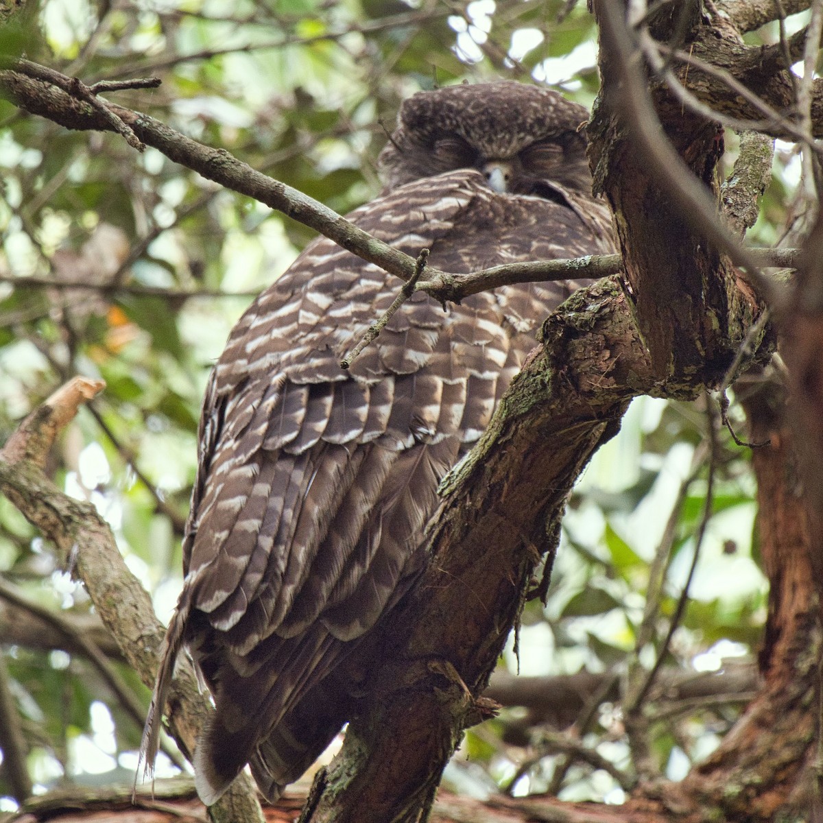 Powerful Owl - ML614622919