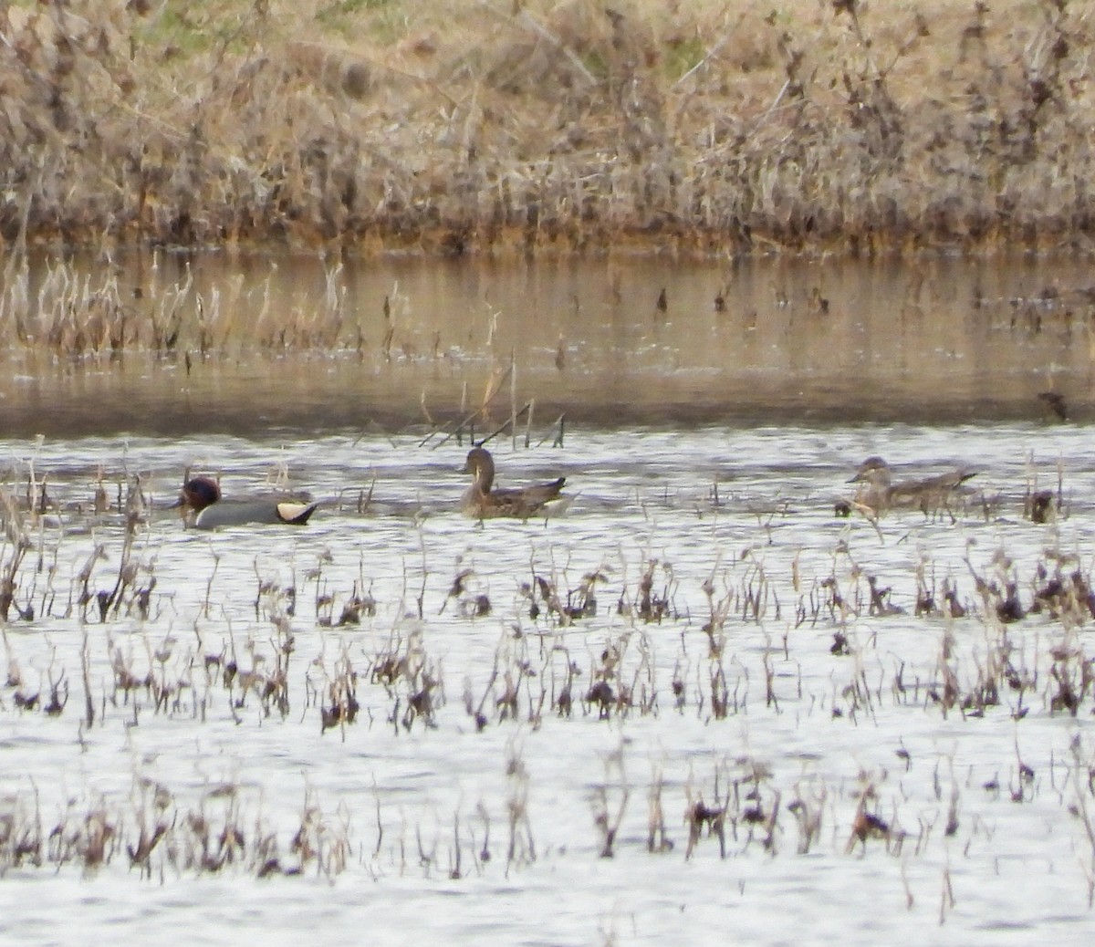 Green-winged Teal - ML614622979