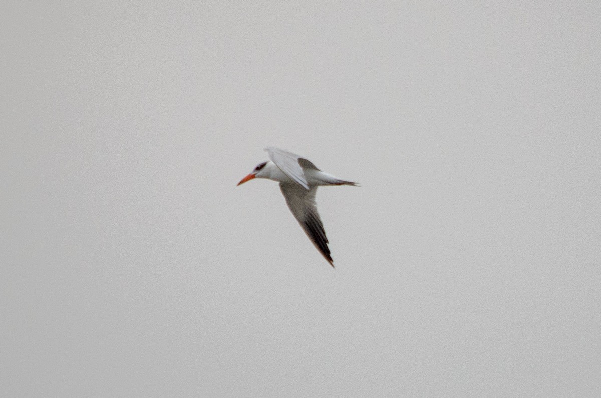 Caspian Tern - ML614622992