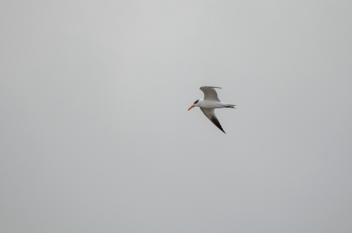 Caspian Tern - Benjamin Honan