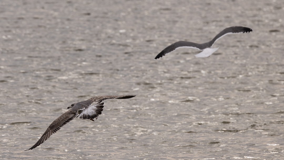 Lesser Black-backed Gull - ML614623023