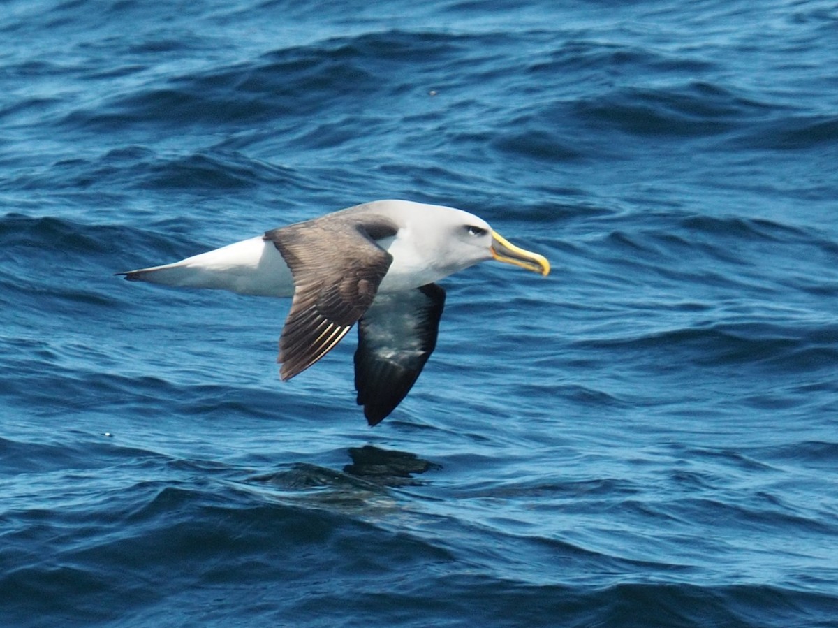 Buller's Albatross - ML614623065