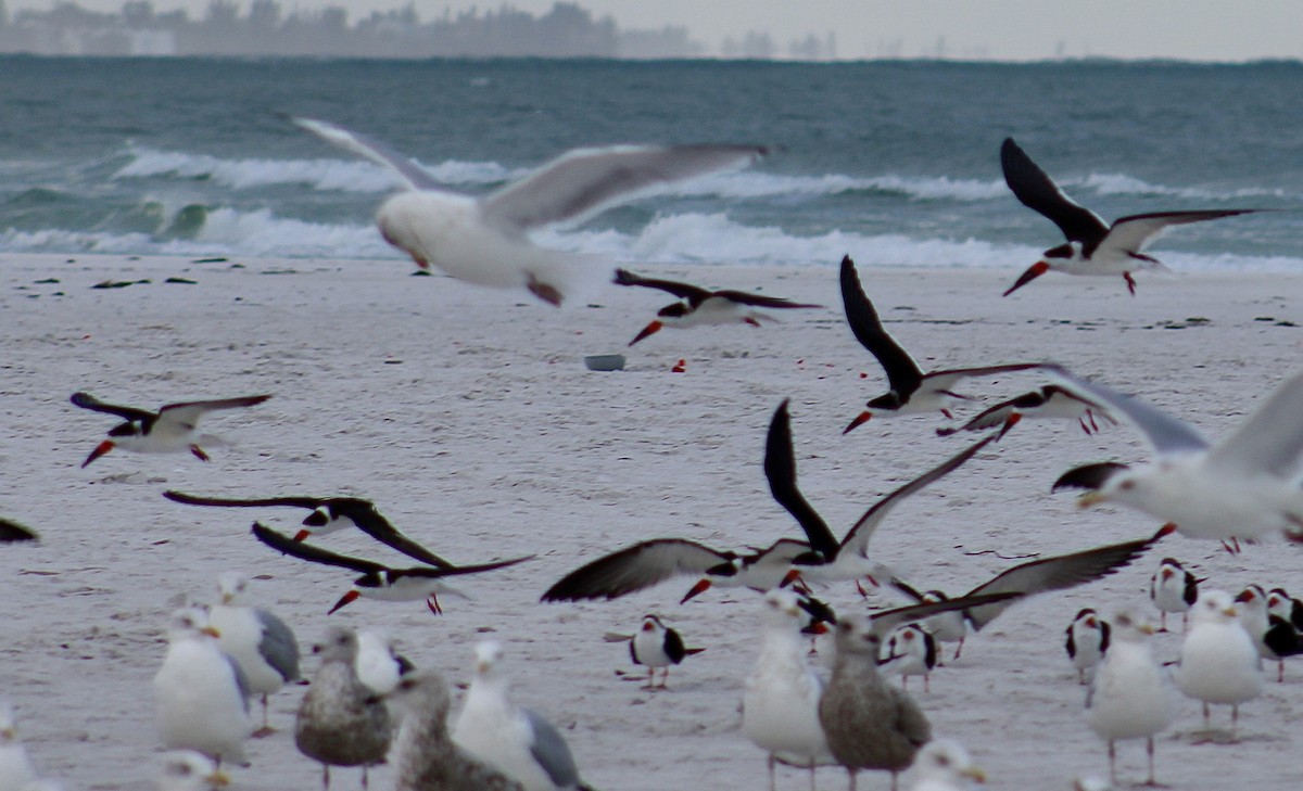 Black Skimmer - ML614623090
