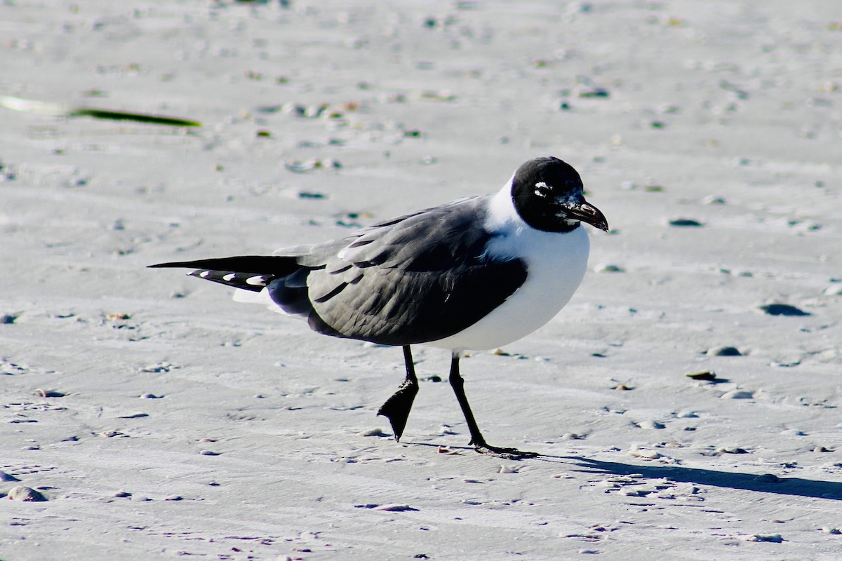 Laughing Gull - ML614623125