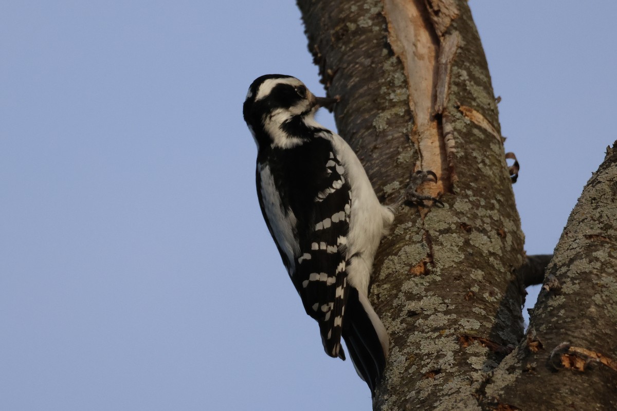 Hairy Woodpecker - ML614623141
