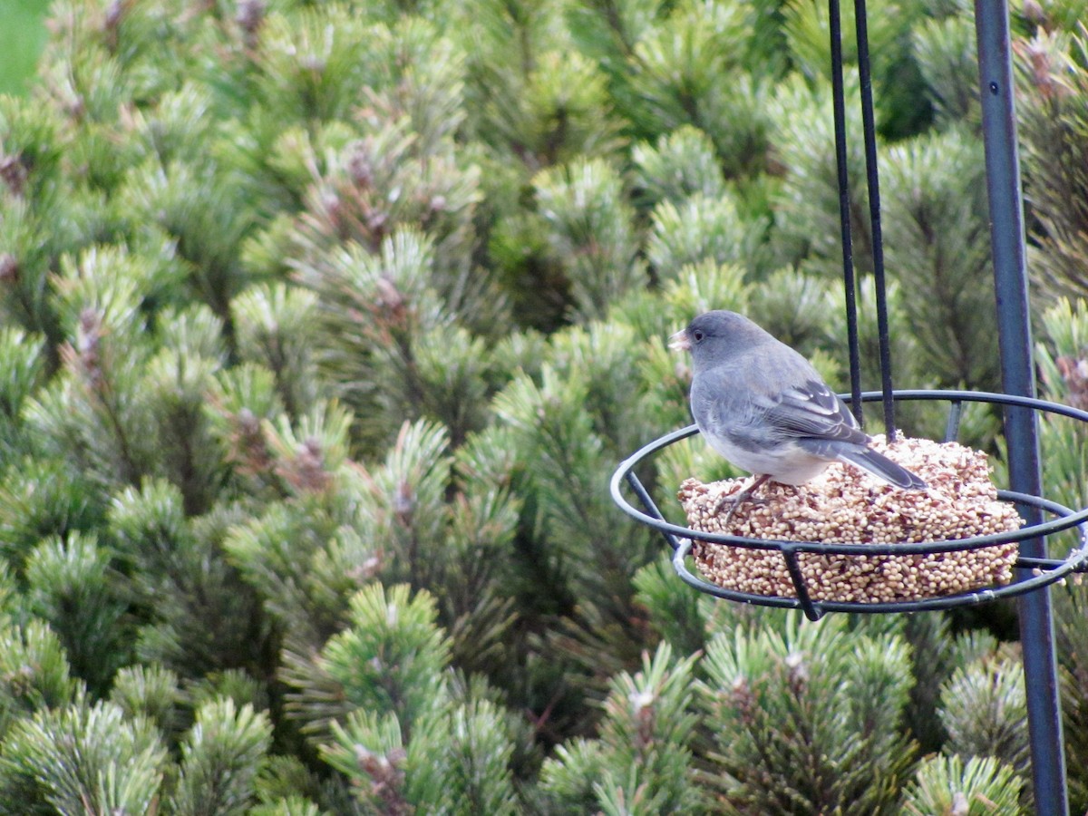 Dark-eyed Junco - ML614623160