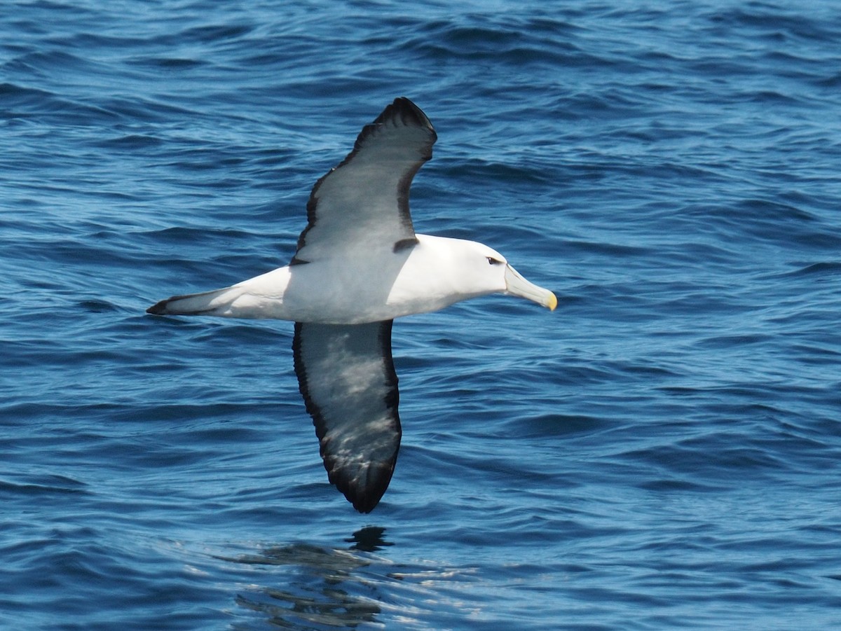 White-capped Albatross - ML614623218